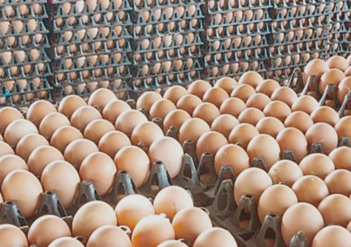 الحكومة تعزز إنتاج البيض لتلبية السوق وزيادة التصدير عبر تطوير مشروع الفيوم
