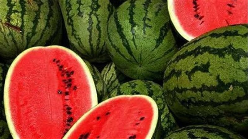 “لا بطيخ مسرطن في الأسواق”.. البحوث الزراعية تحسم الجدل وتكشف الحقيقة