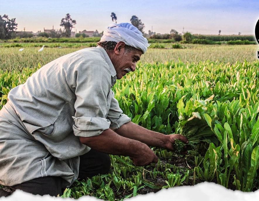 كارت الفلاح الذكي.. ثورة رقمية لضبط دعم الأسمدة و خدمة المزارعين