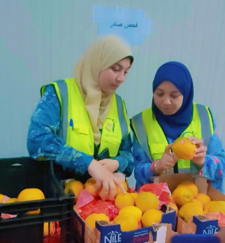 سلامة الغذاء تواصل خدماتها خلال العطلات لتسريع تصدير الحاصلات الزراعية